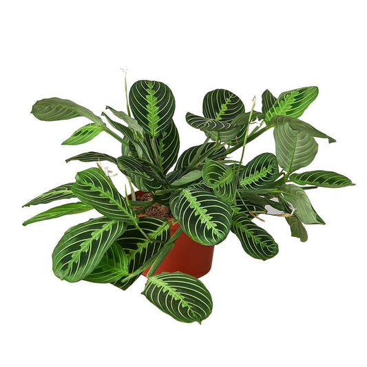 House Plant Wholesale - MARANTA LEMON LIME 4-inch