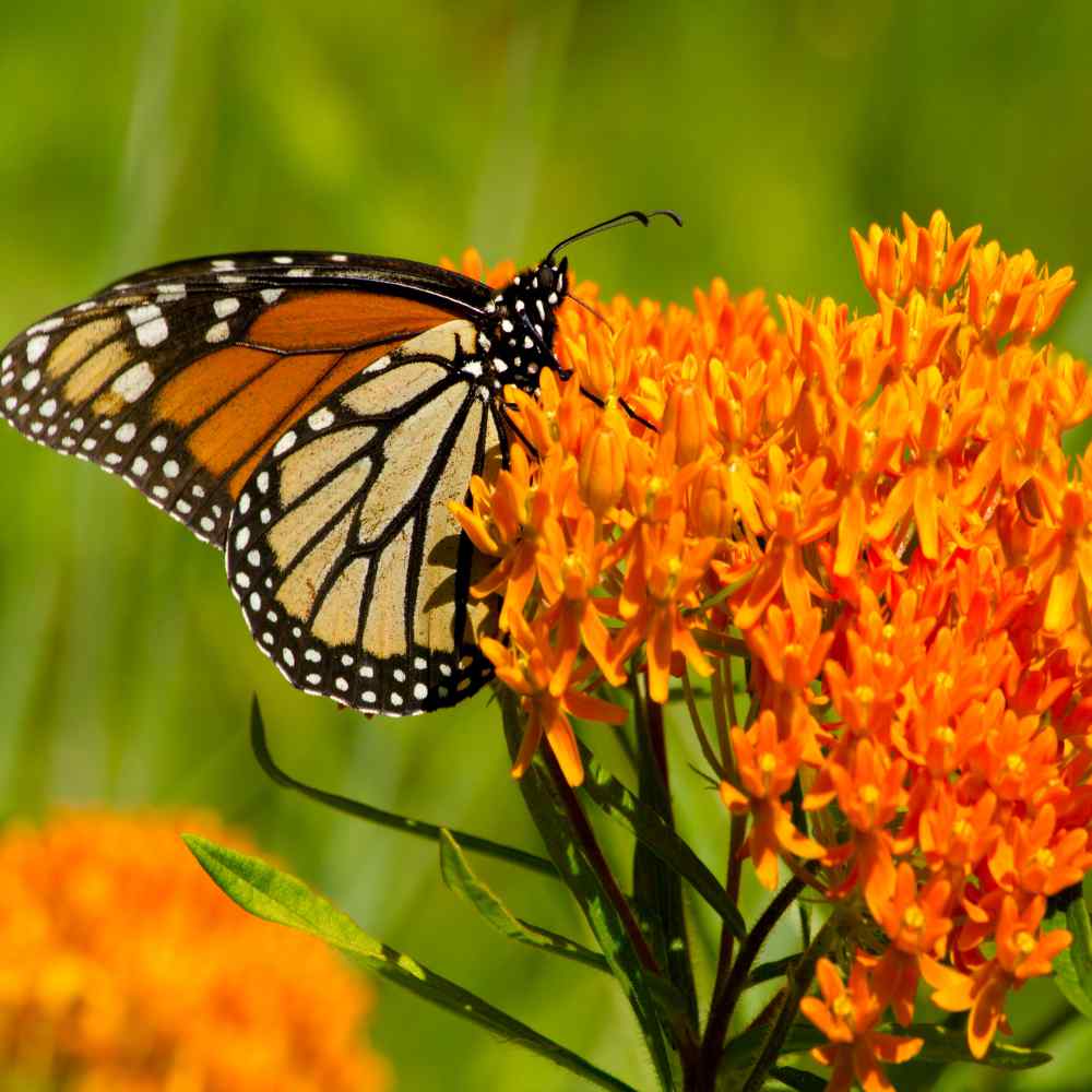 Potting Shed Creations, Ltd. - Garden Sprinkles | Monarch Milkweed