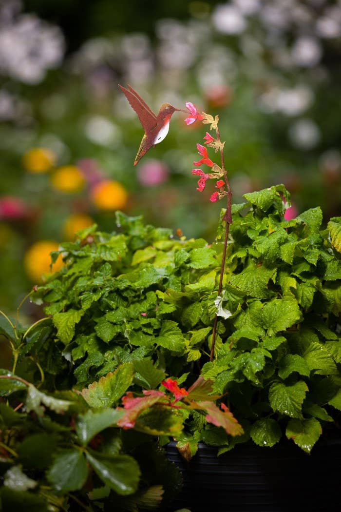 Elegant Garden Design - Hummingbird on Salvia Pick -Painted