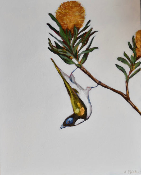 Blue Faced Honey Eater No. 2
