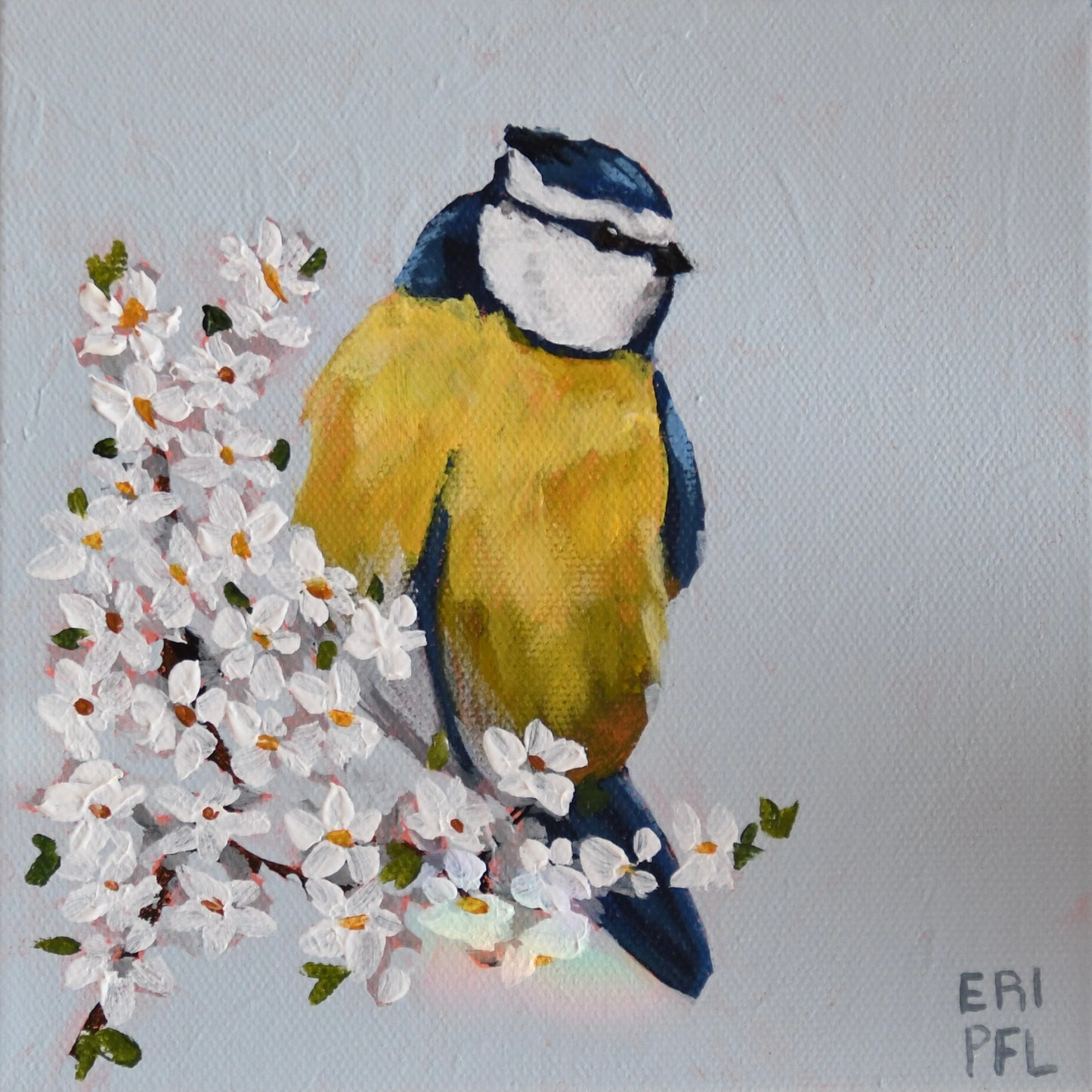 A Bird A Day No 6: The Blue Tit