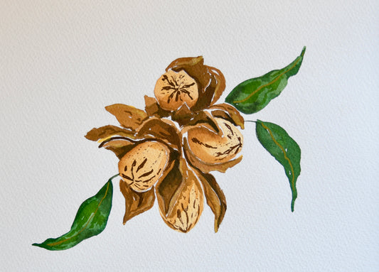 Pecan Watercolor Art Print