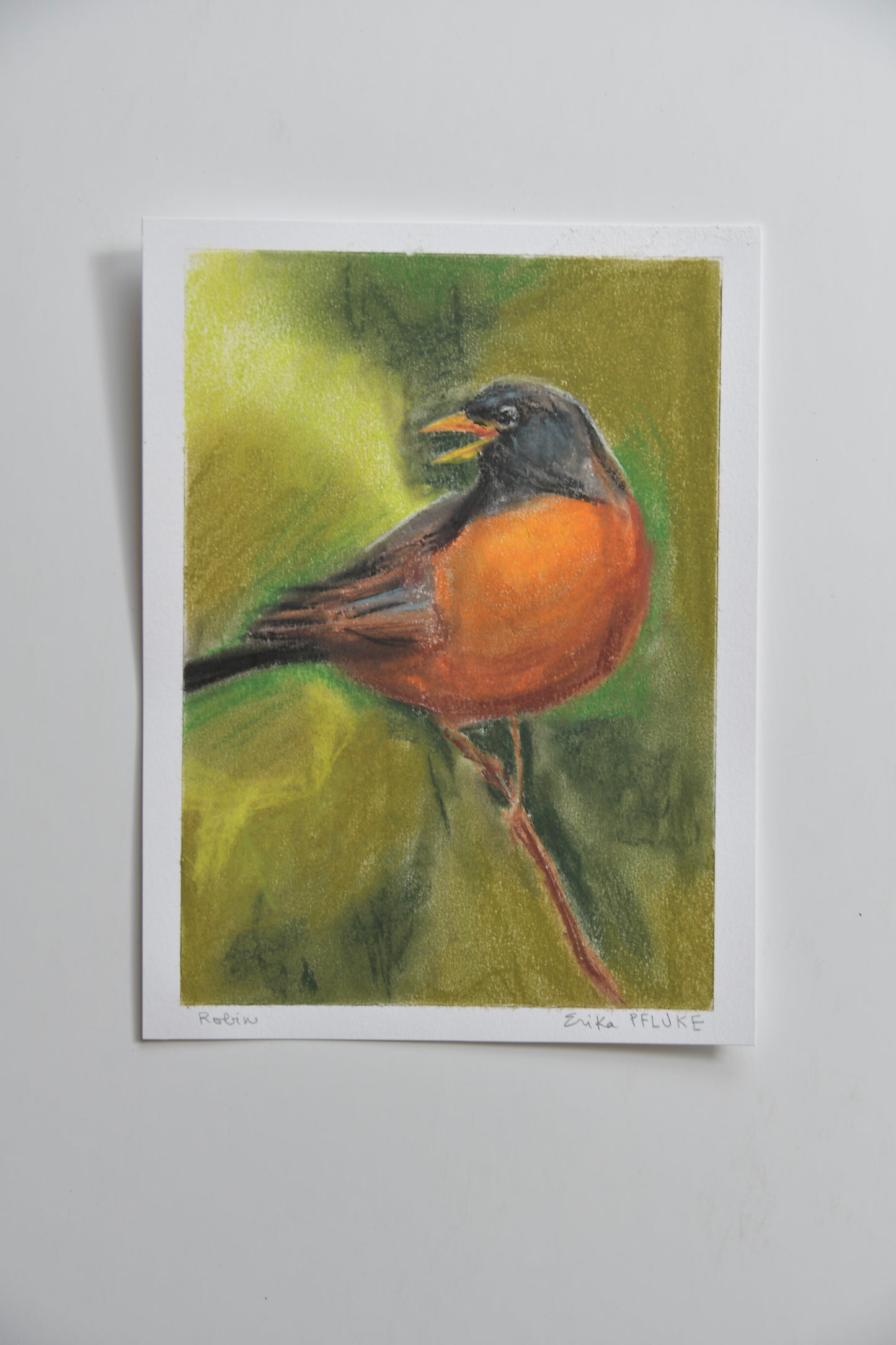 American Robin Pastel Art