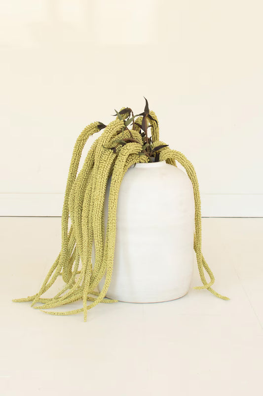Long Green Chenille Plant Leaves