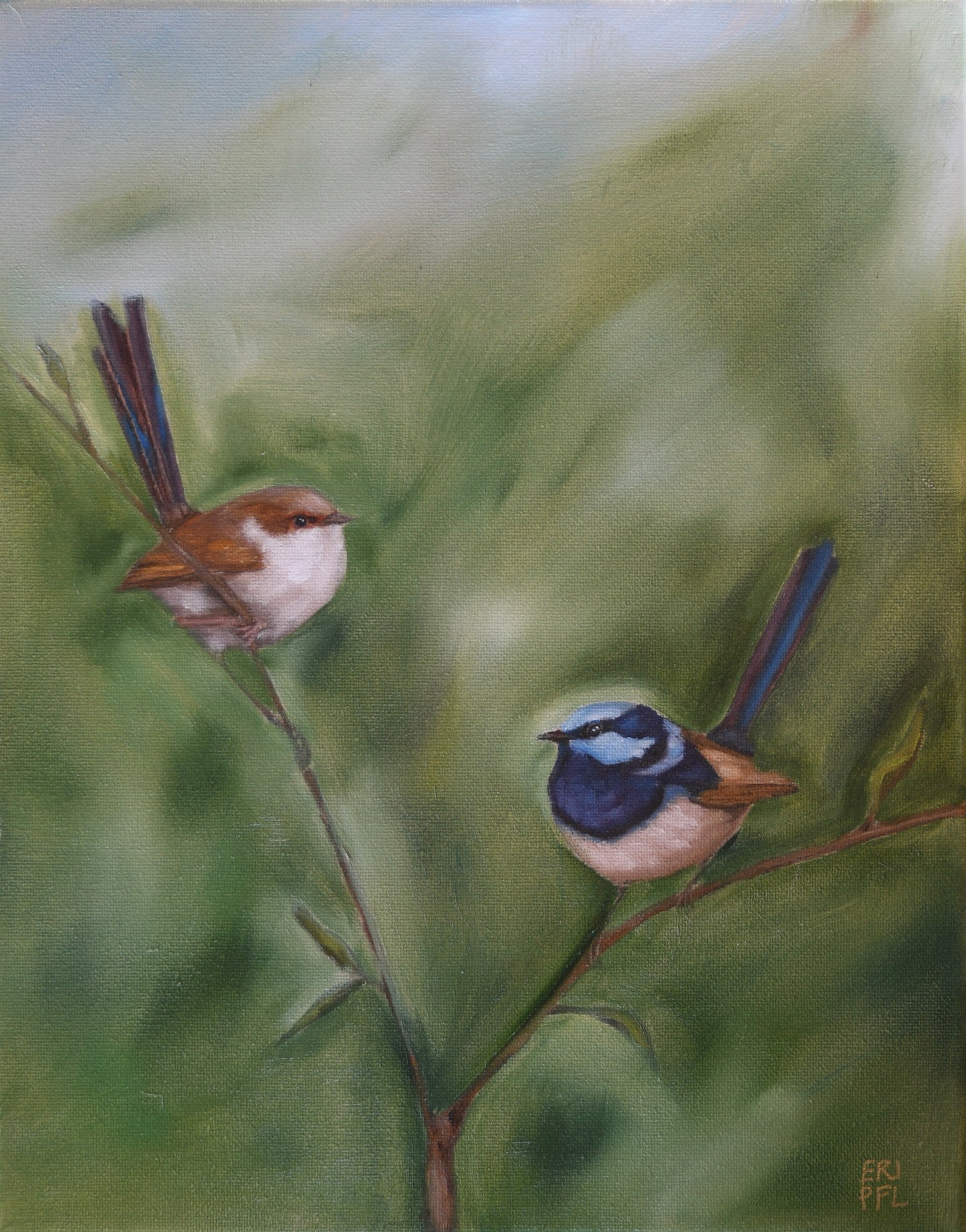 Fairy Wren Pair