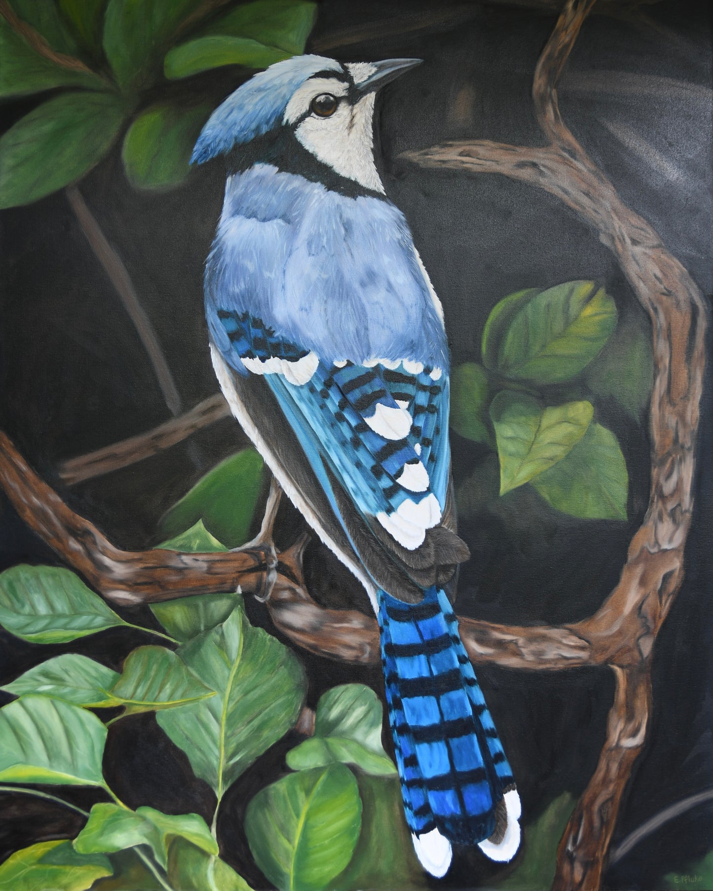Blue Jay Art Print  8x10