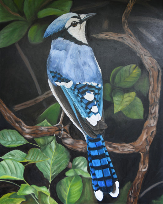 Blue Jay Art Print  8x10