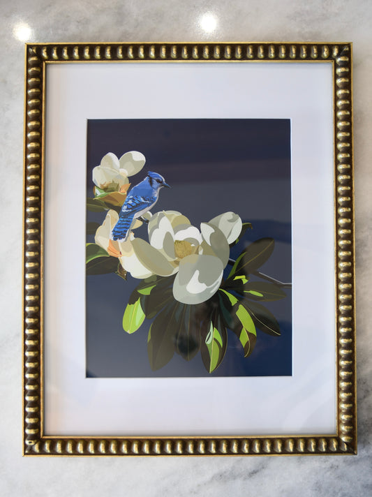 Bluejay on Magnolia Framed Print