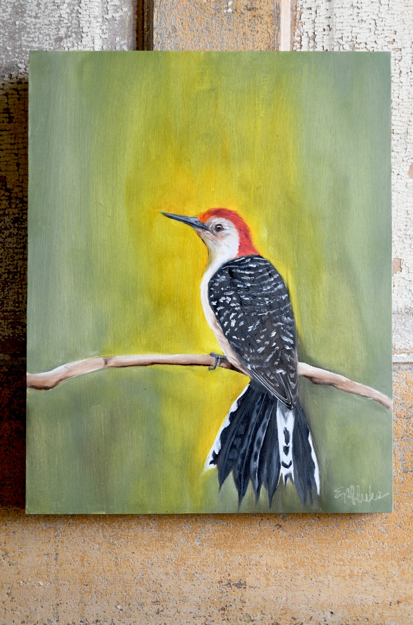 Red Bellied Woodpecker