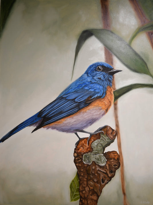 Blue Flycatcher Art Print  8x10