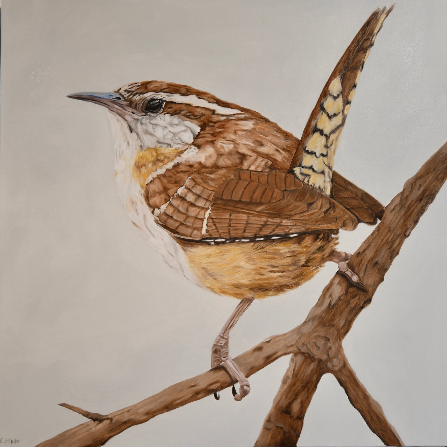 Carolina Wren Art Print  8x8