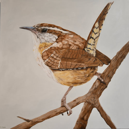Carolina Wren Art Print  8x8