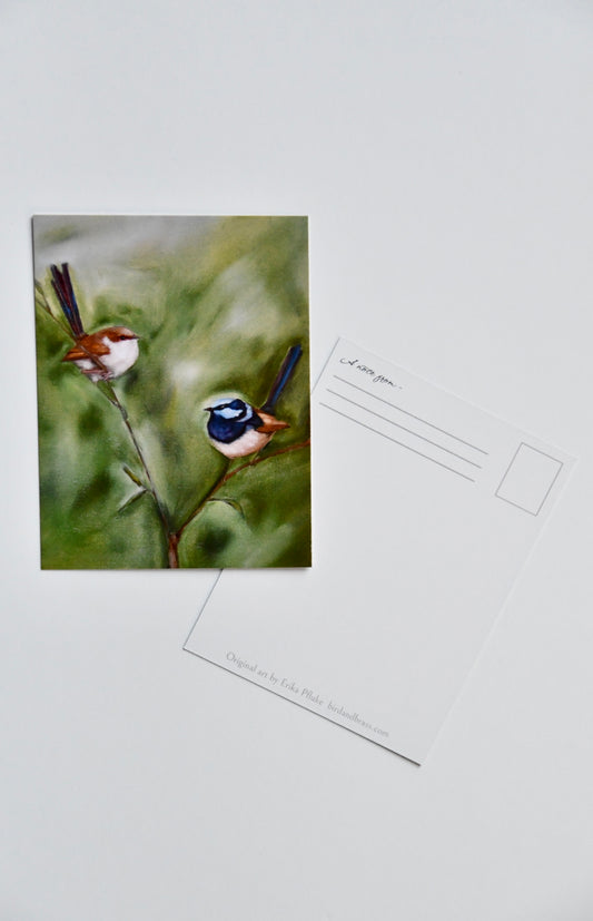 Fairy Wrens Postcard