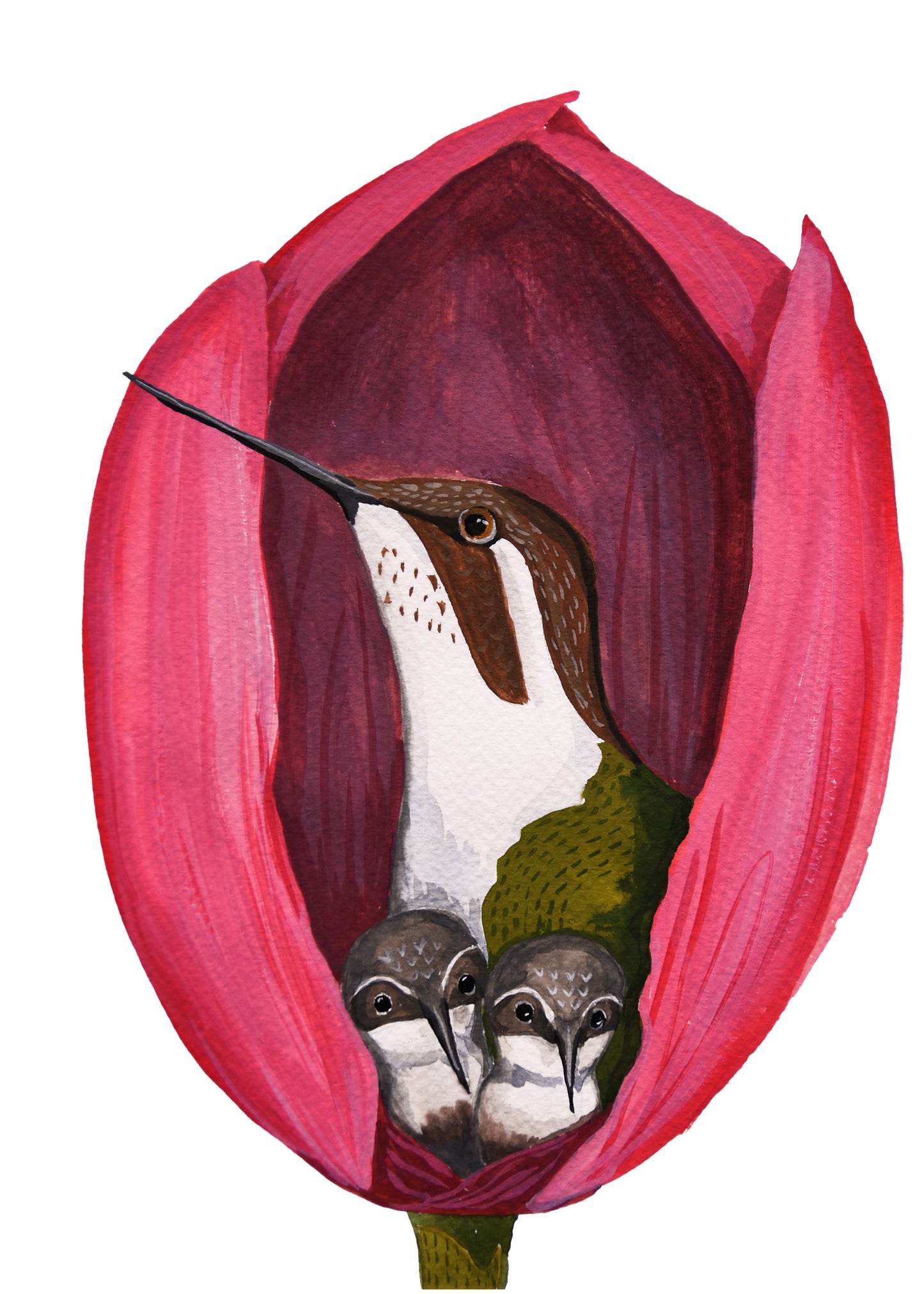 Hummingbirds in Tulip Signed Art Print