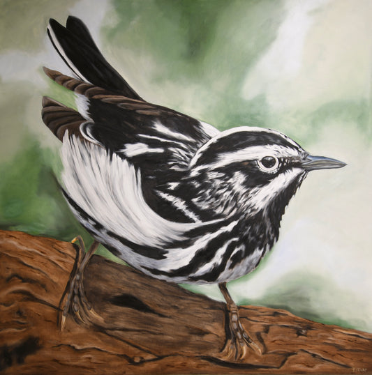 Black and White Warbler Original Oil Painting