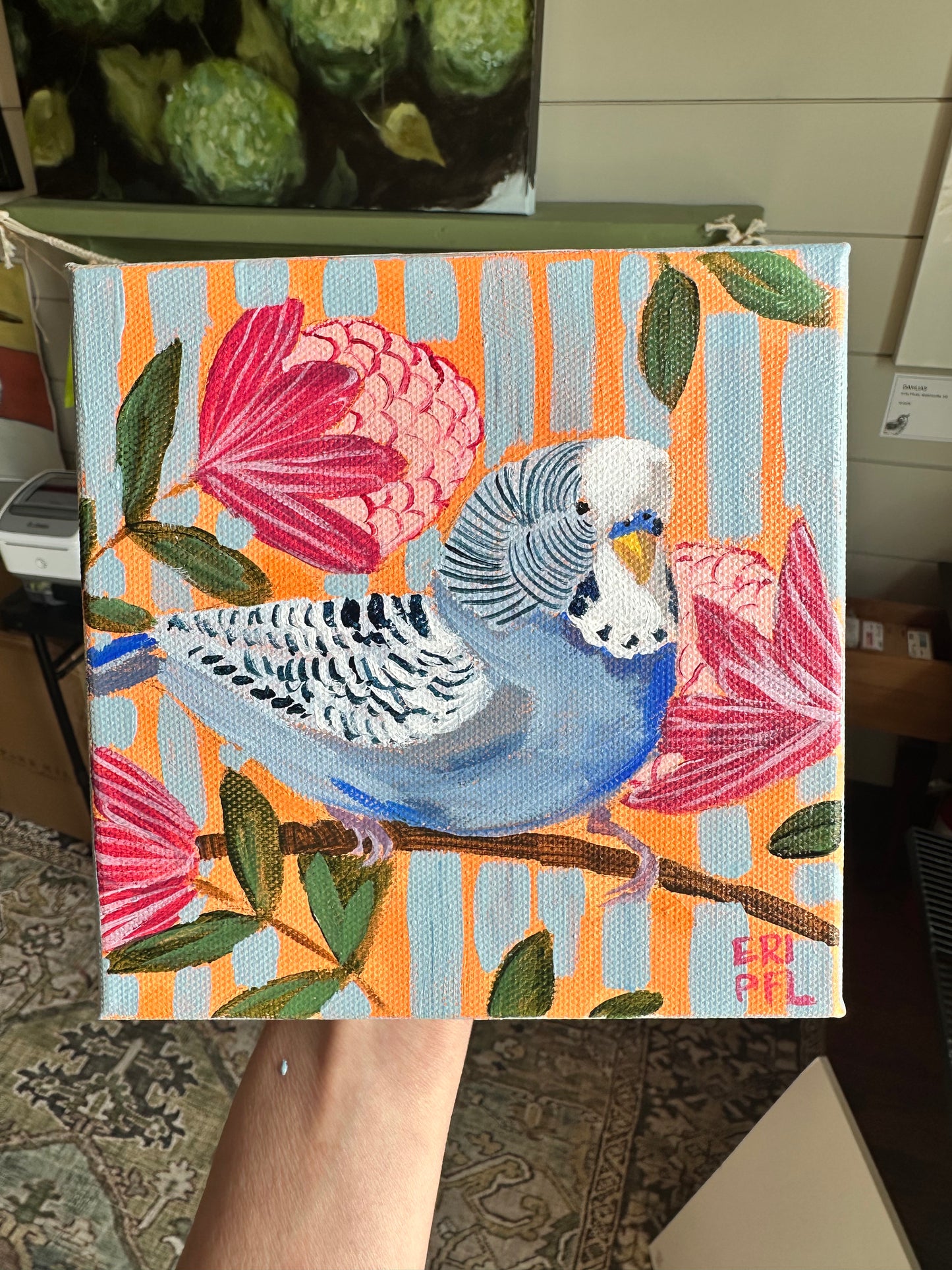A Bird A Day No 14: The Budgie