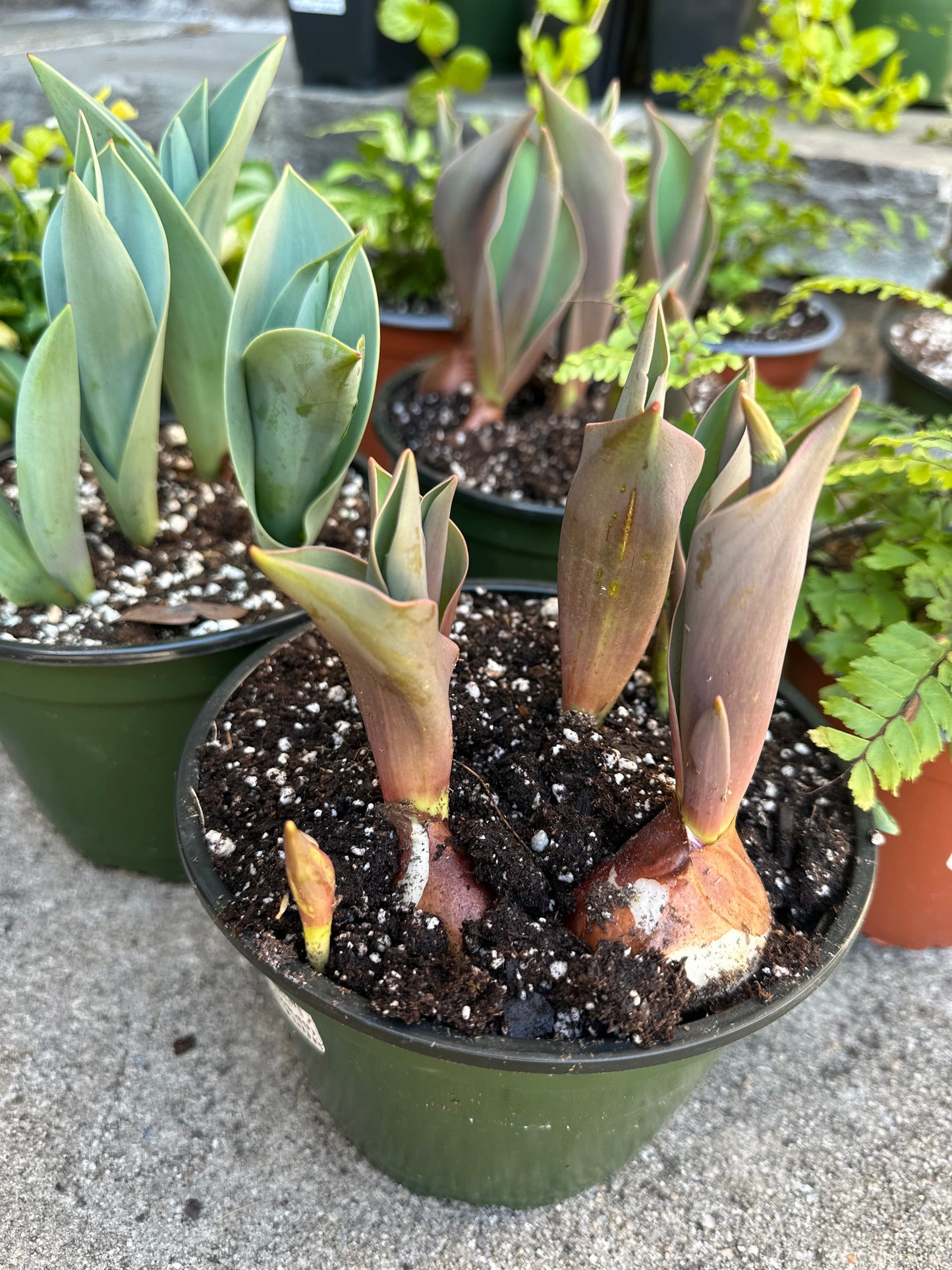 6" Pot of Bulbs