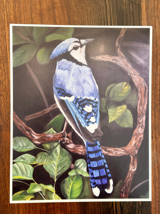 Blue Jay Art Print  8x10