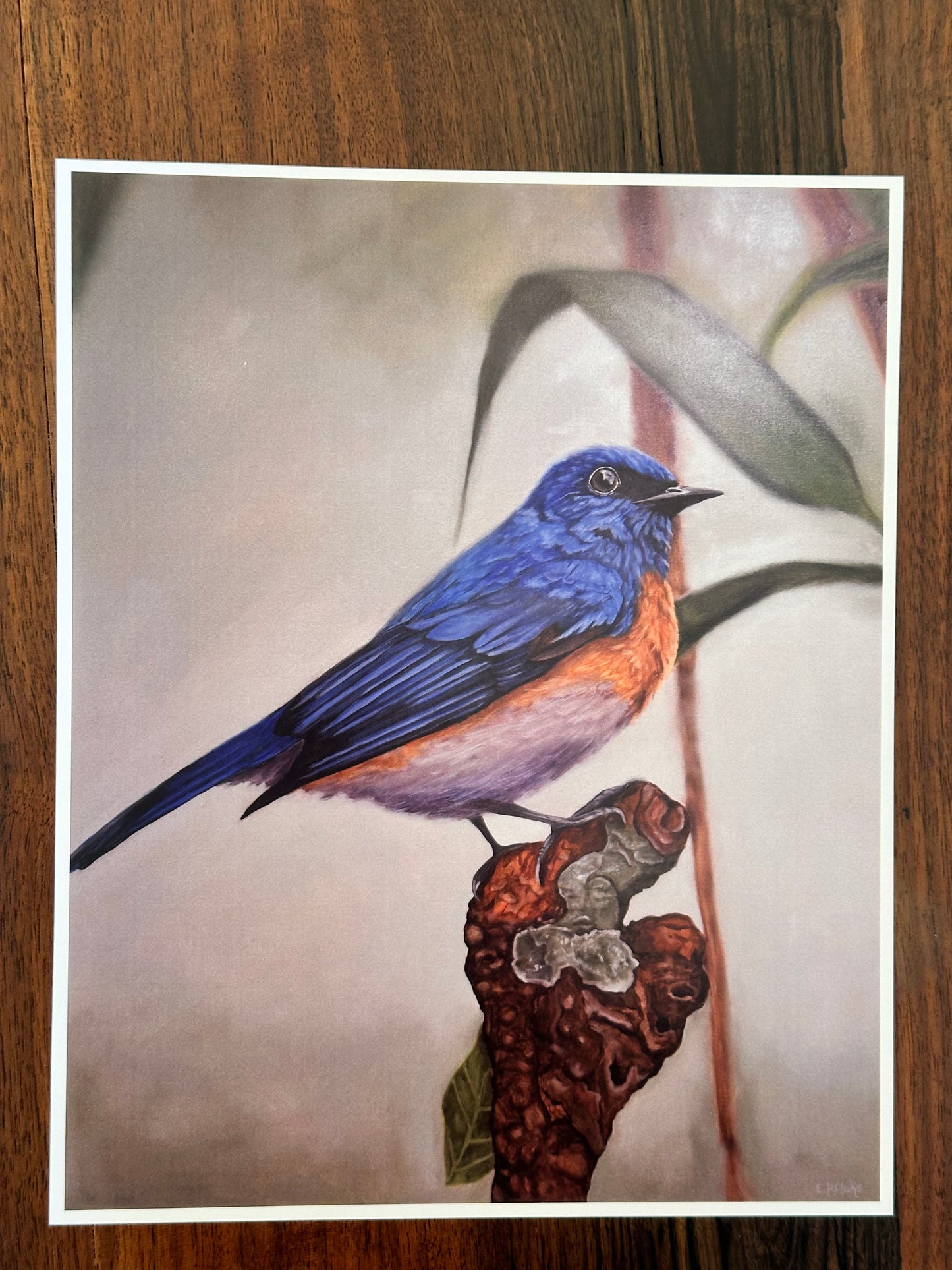 Blue Flycatcher Art Print  8x10