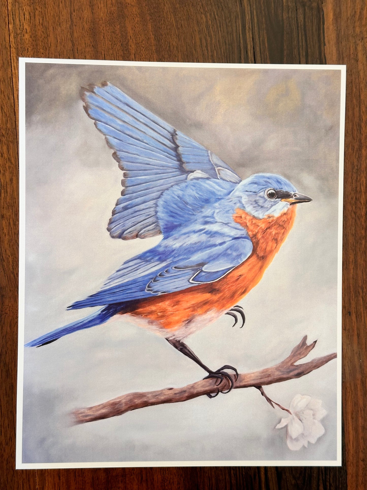 Eastern Bluebird Art Print  8x10