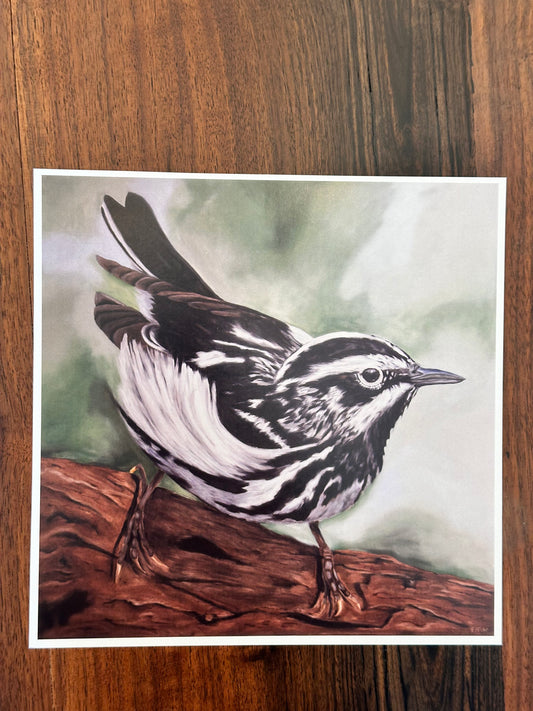 Black & White Warbler Art Print  8x8