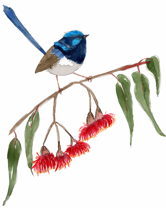 Superb Fairy Wren Art Print