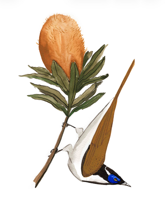 Blue Faced Honey Eater Art Print