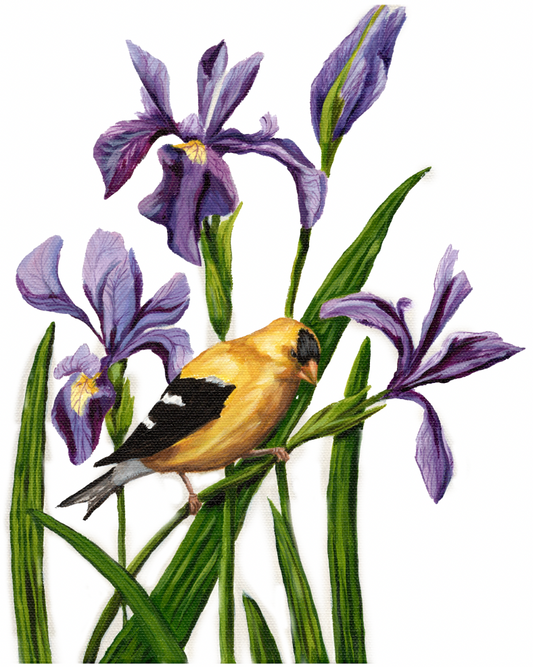 Goldfinch & Irises Art Print