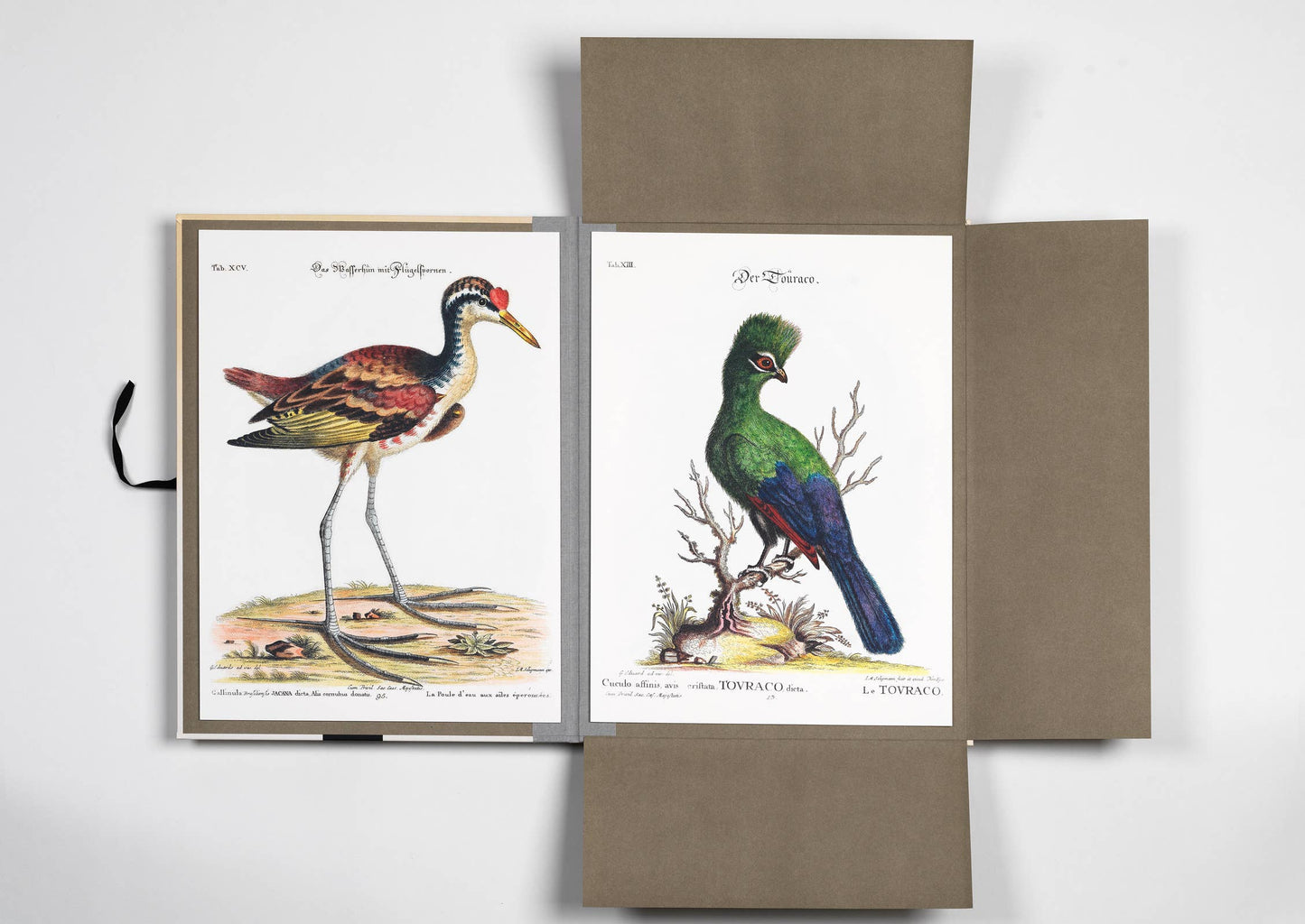 Pepin Press - Tropical Bird Prints - 8 museum-quality art prints