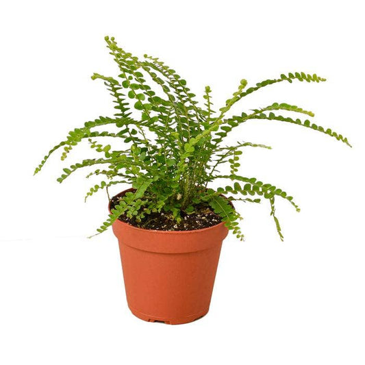 House Plant Wholesale - FERN LEMON BUTTON 6-inch