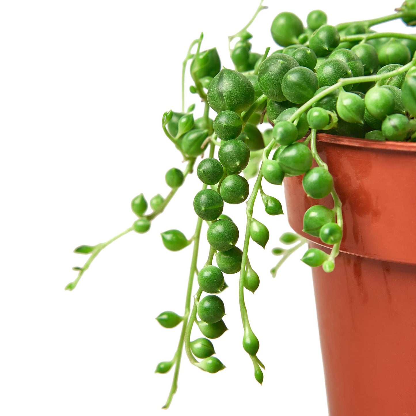 House Plant Wholesale - SUCCULENT SENECIO STRING OF PEARLS 4-inch