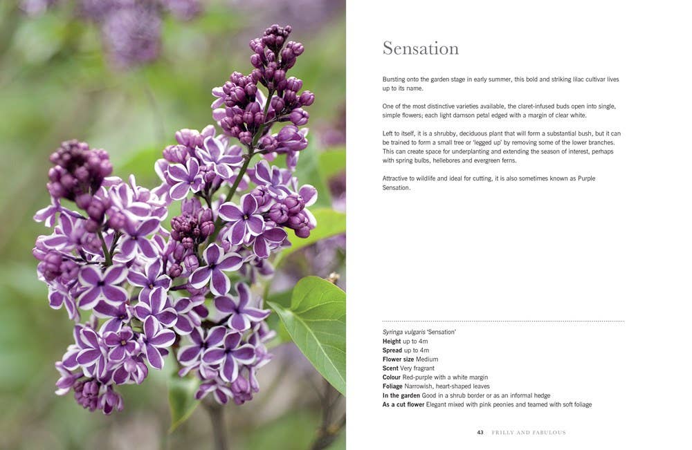 Gibbs Smith - Lilacs: Beautiful Varieties for Home & Garden