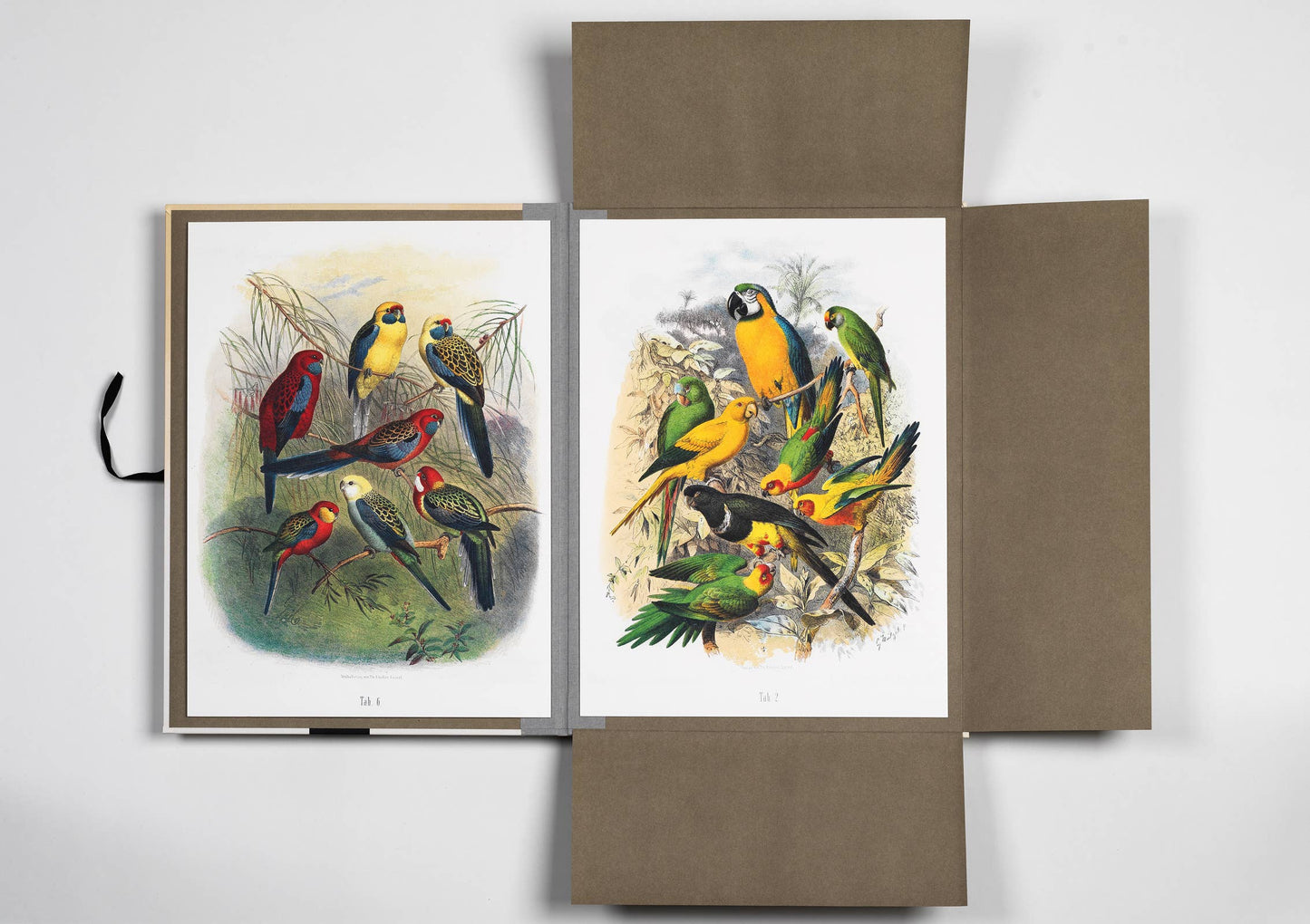 Pepin Press - Tropical Bird Prints - 8 museum-quality art prints