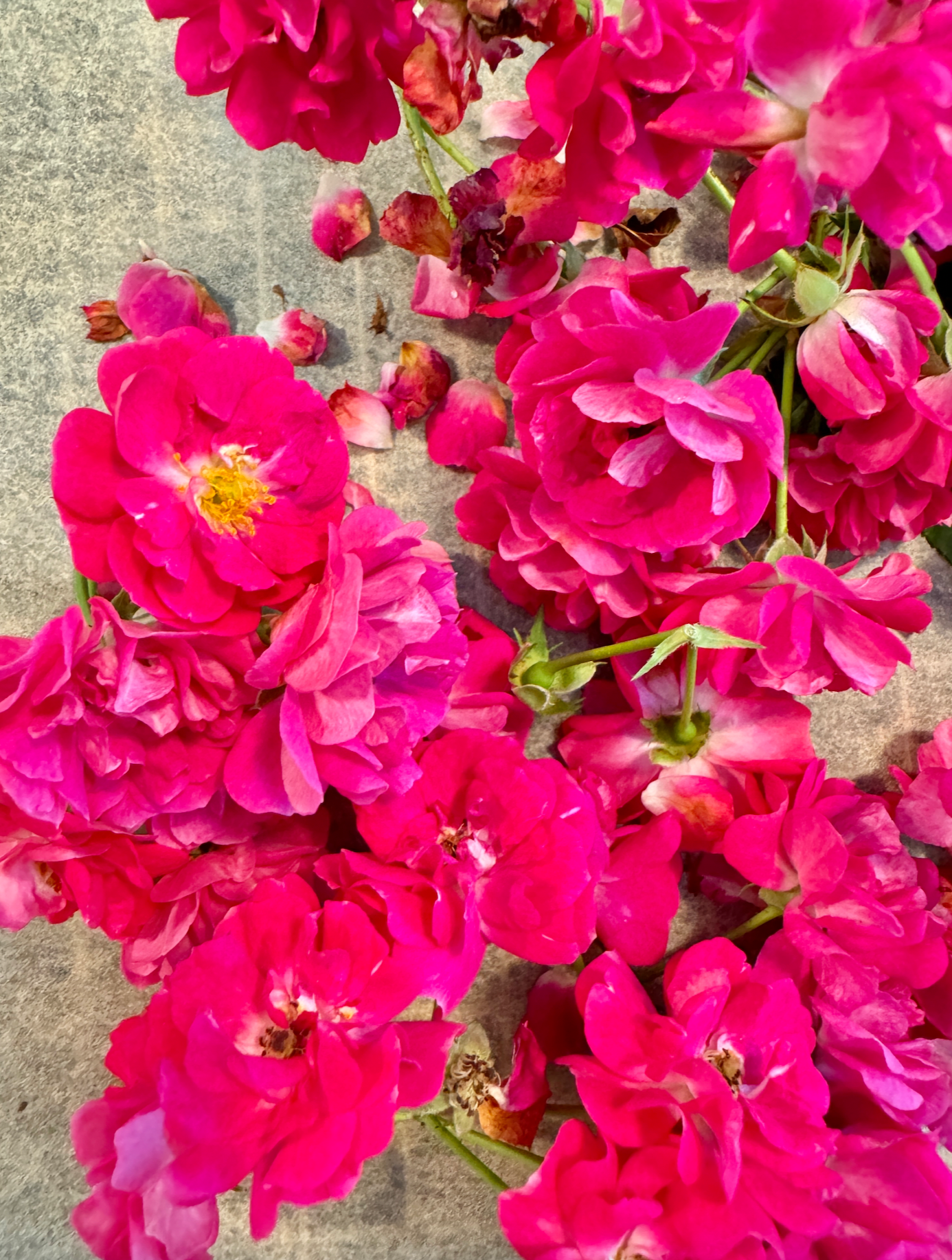 The Quiet Botanist - Edible Flower Blend