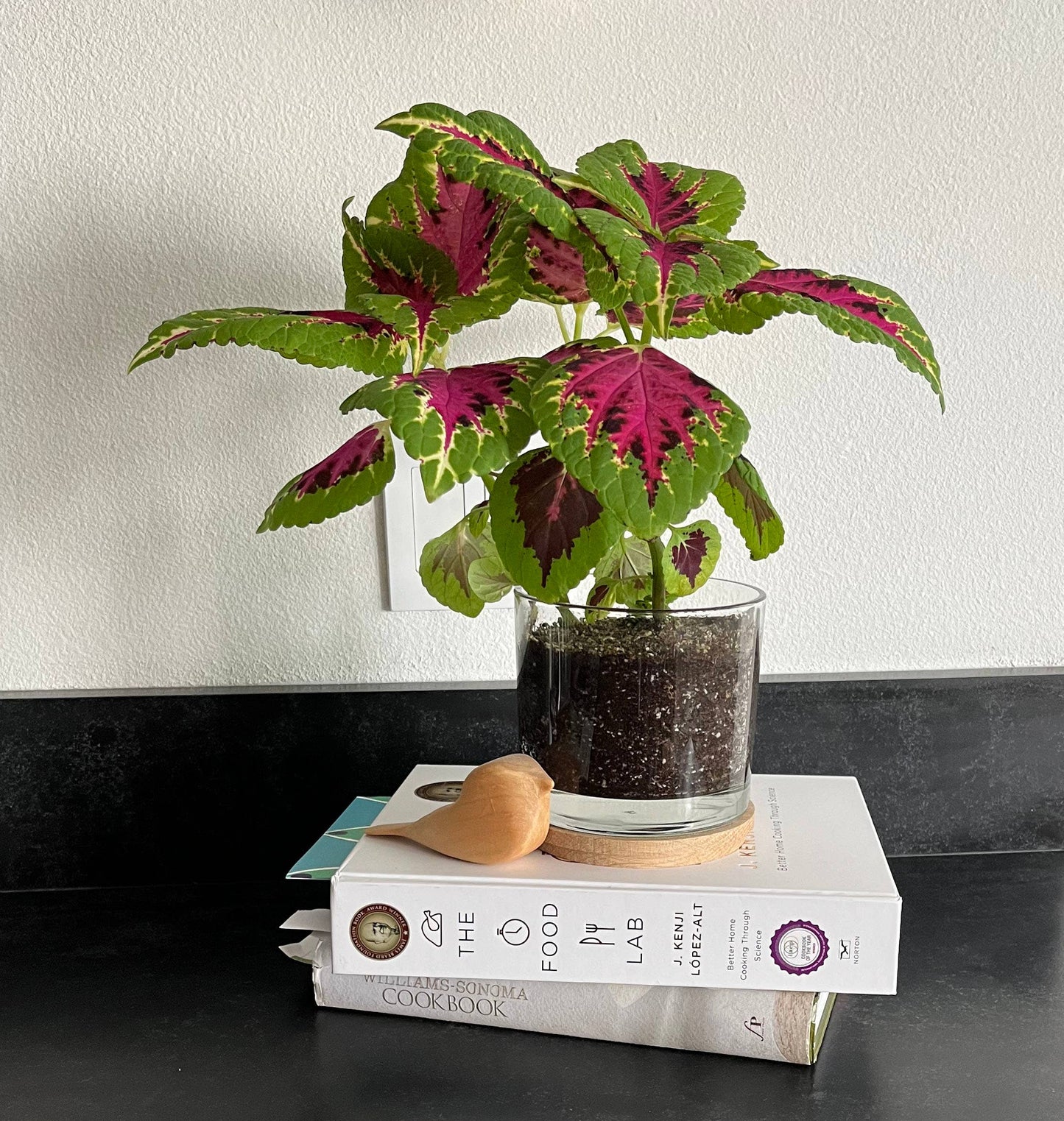 Potting Shed Creations, Ltd. - NEW | Houseplant Collection | Painted Leaf