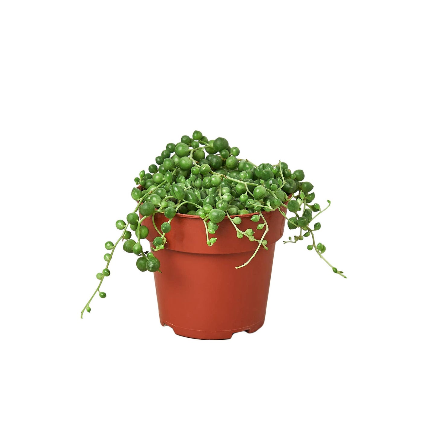 House Plant Wholesale - SUCCULENT SENECIO STRING OF PEARLS 4-inch