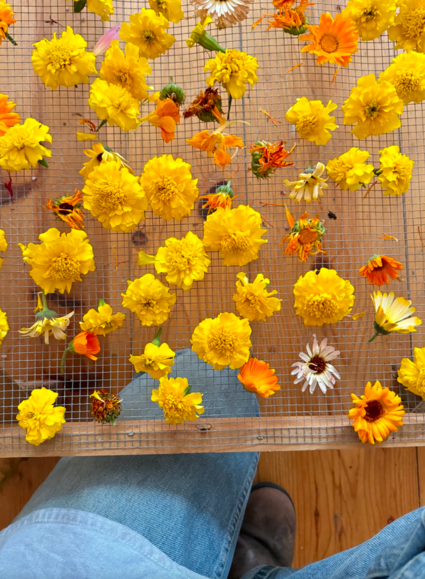 The Quiet Botanist - Edible Flower Blend