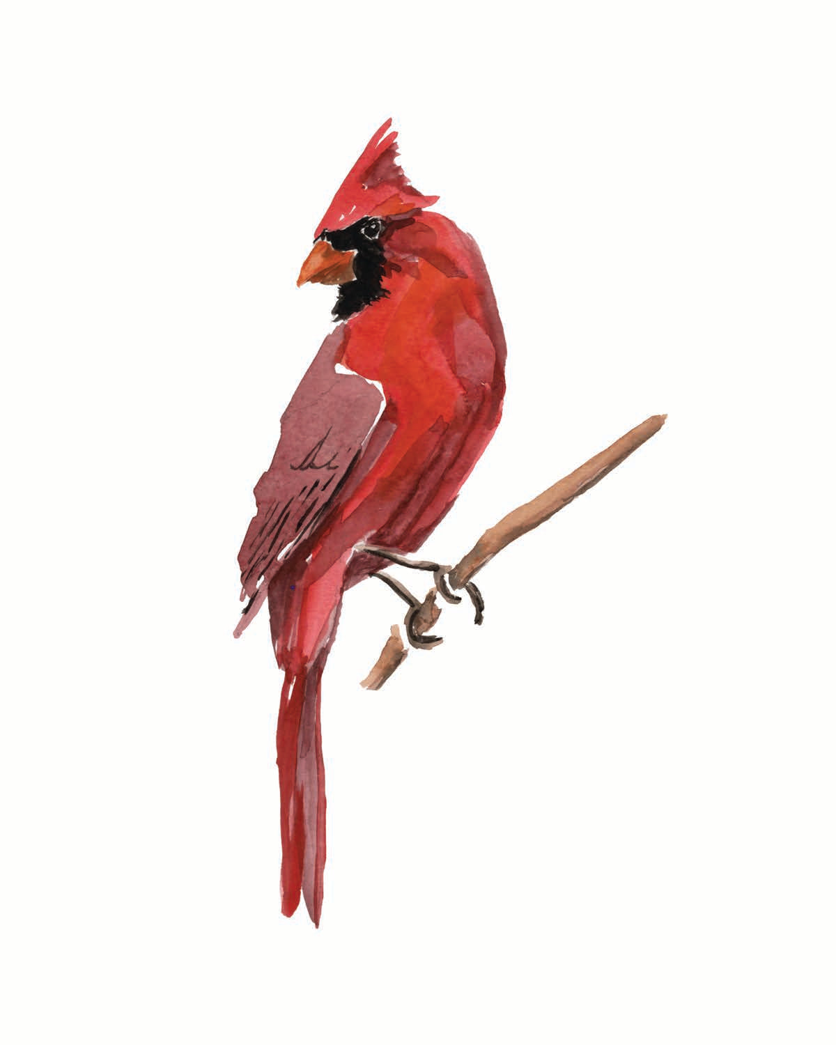 Cardinal Signed Art Print