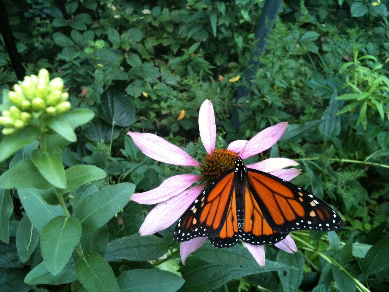 Potting Shed Creations, Ltd. - Scatter Garden | Butterfly Habitat: Butterfly