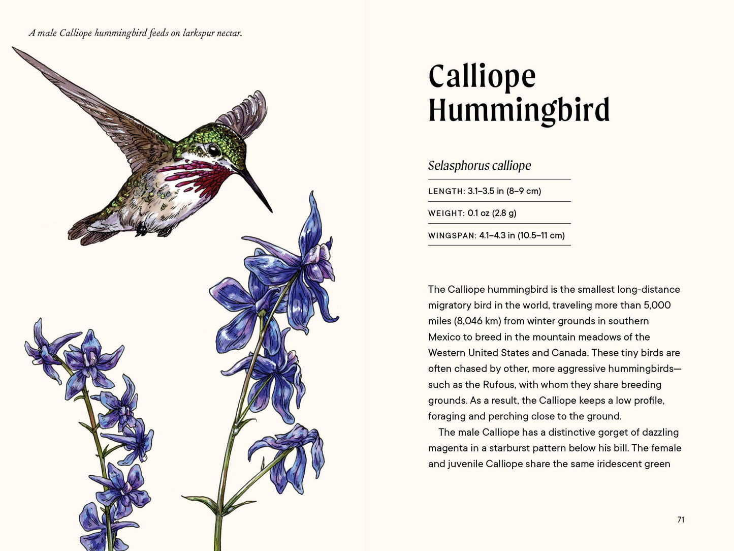 Paige Tate & Co. - A Little Book of Hummingbirds