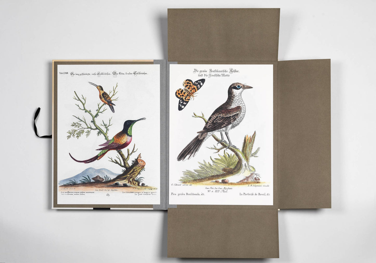 Pepin Press - Tropical Bird Prints - 8 museum-quality art prints