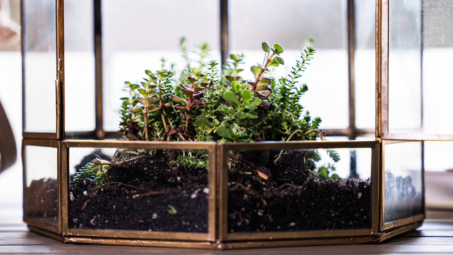 Urban Born - Urban Born Birdcage Terrarium: Glass Indoor Display, Bronze