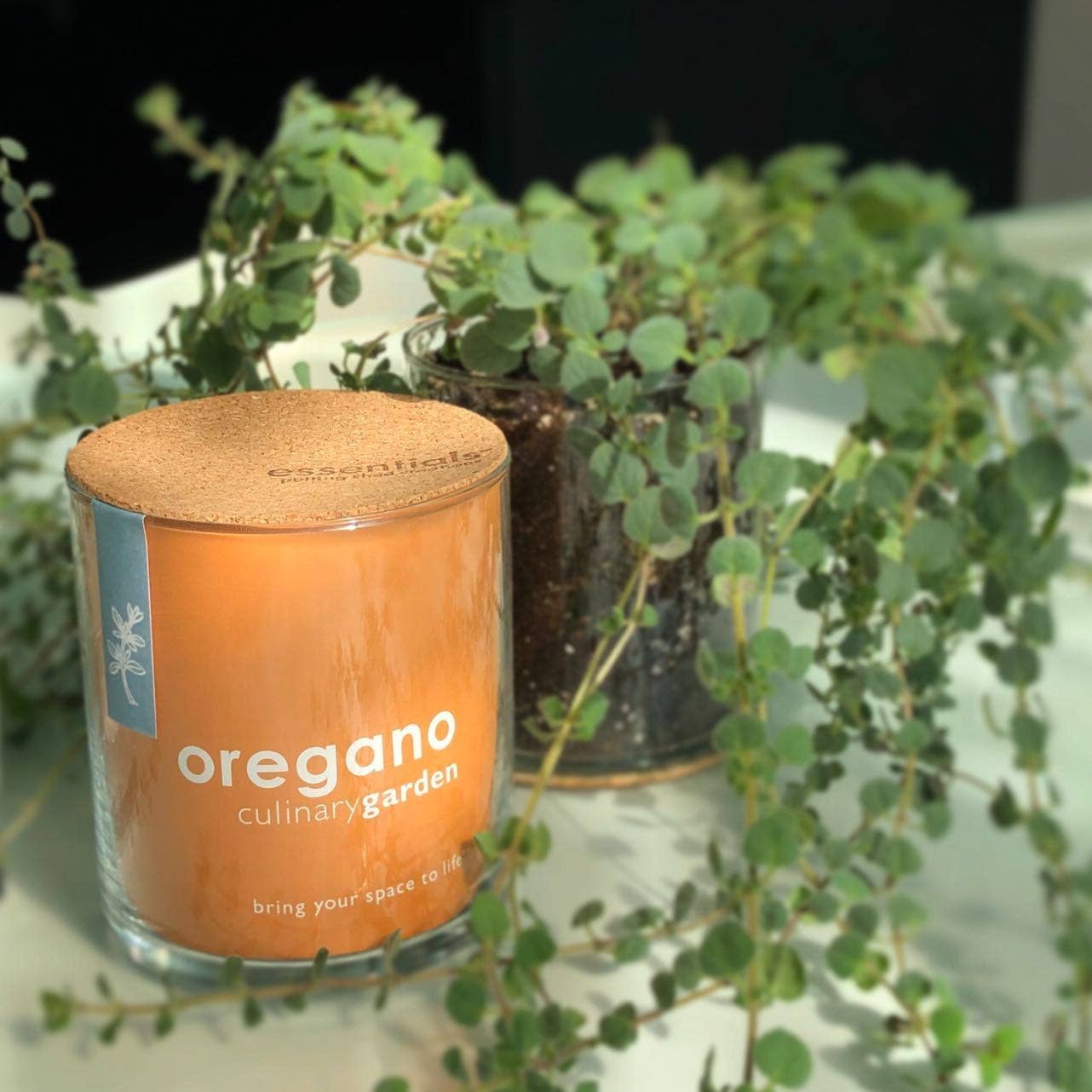 Potting Shed Creations, Ltd. - Essential | Oregano Culinary Garden