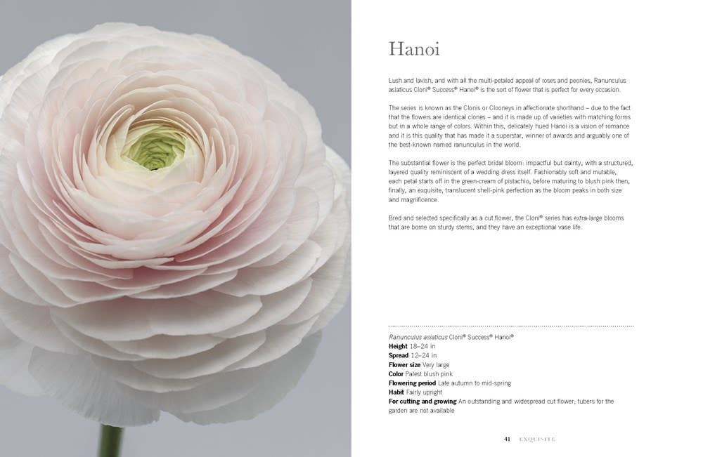 Gibbs Smith - Ranunculus: Beautiful varieties for home and garden