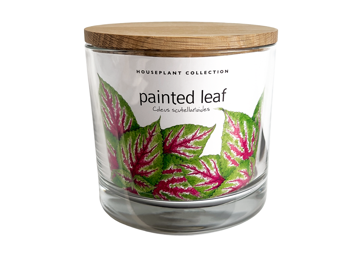 Potting Shed Creations, Ltd. - NEW | Houseplant Collection | Painted Leaf