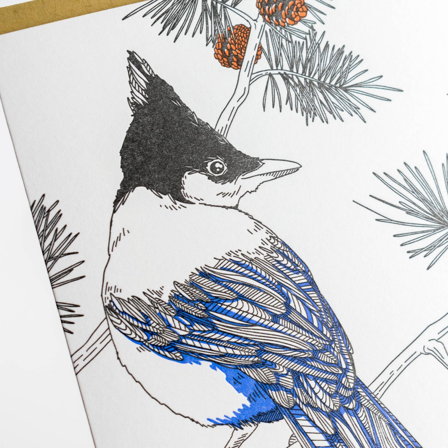 Nature Bird Series_Steller's Jay: Single Card