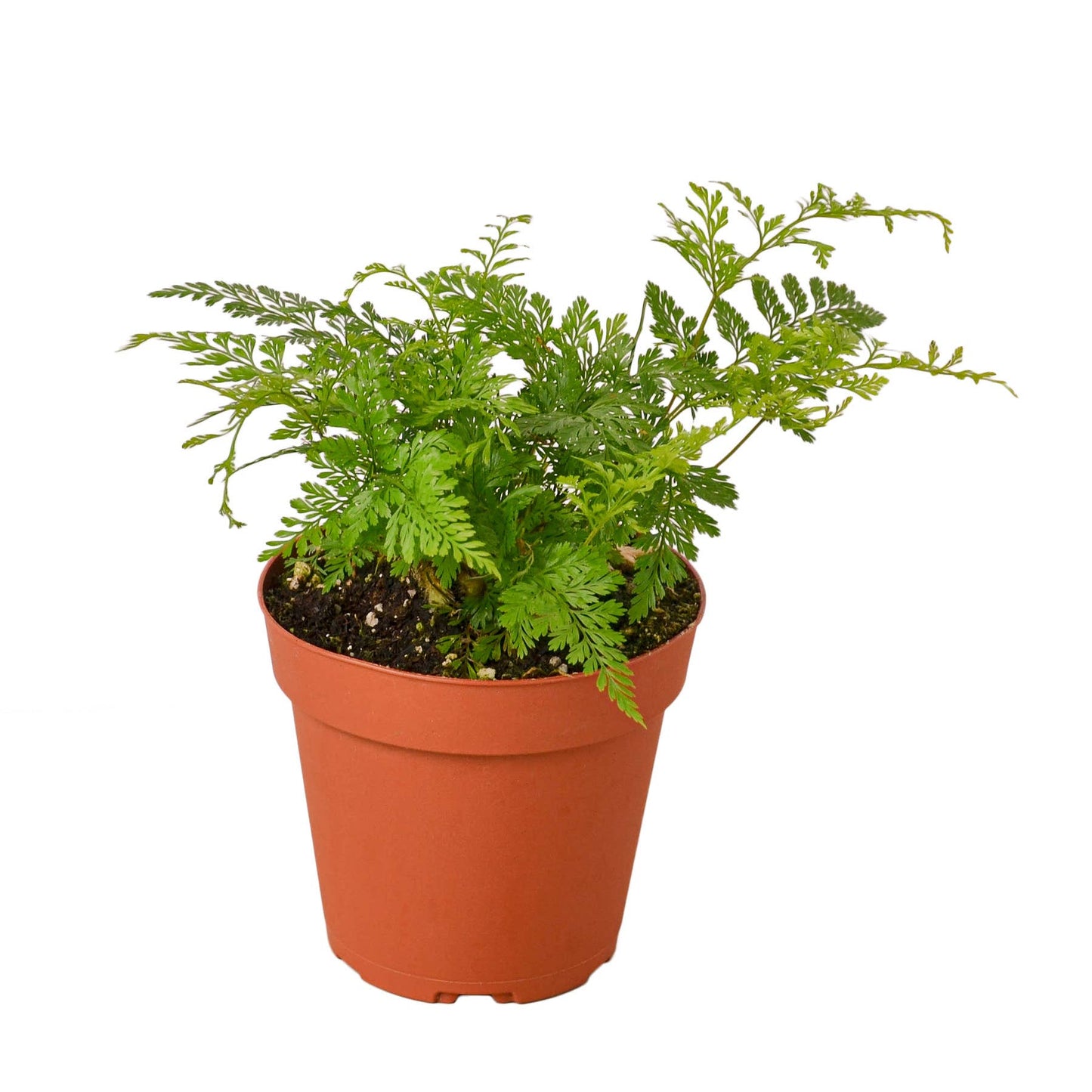 House Plant Wholesale - FERN RABBIT FOOT 4-inch