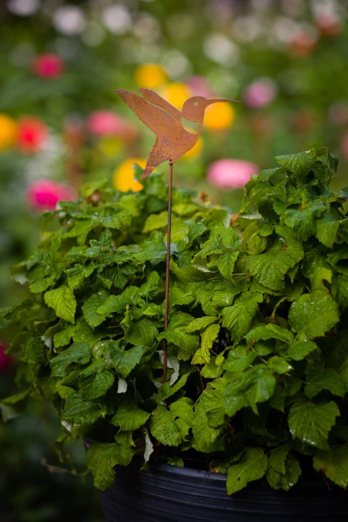 Elegant Garden Design - Hummingbird Pick