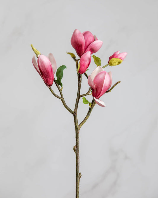 Fuchsia Magnolia Tulip 20"