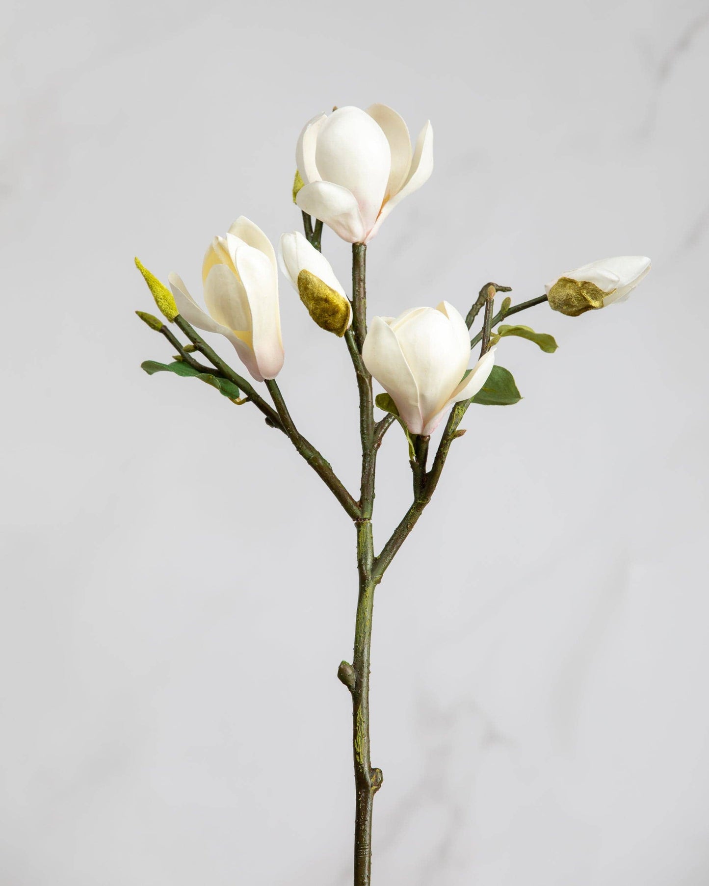 White Magnolia Tulip 20"